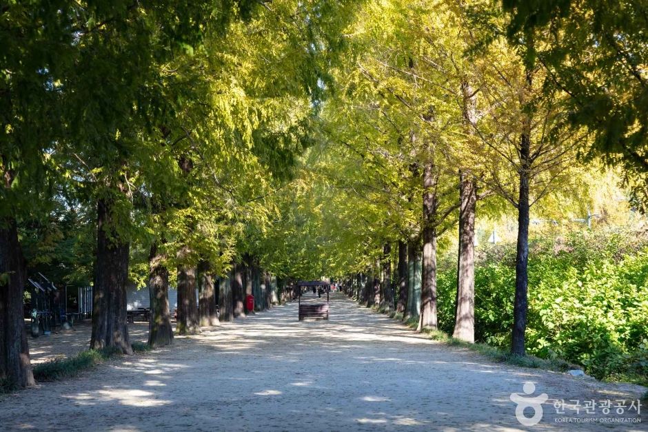 담양 메타세쿼이아길을 찍은 이미지